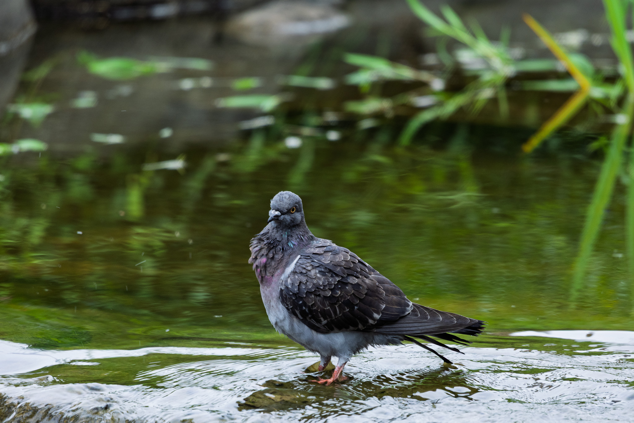 Canon EOS R8, RF100mm f2.8 L is usm